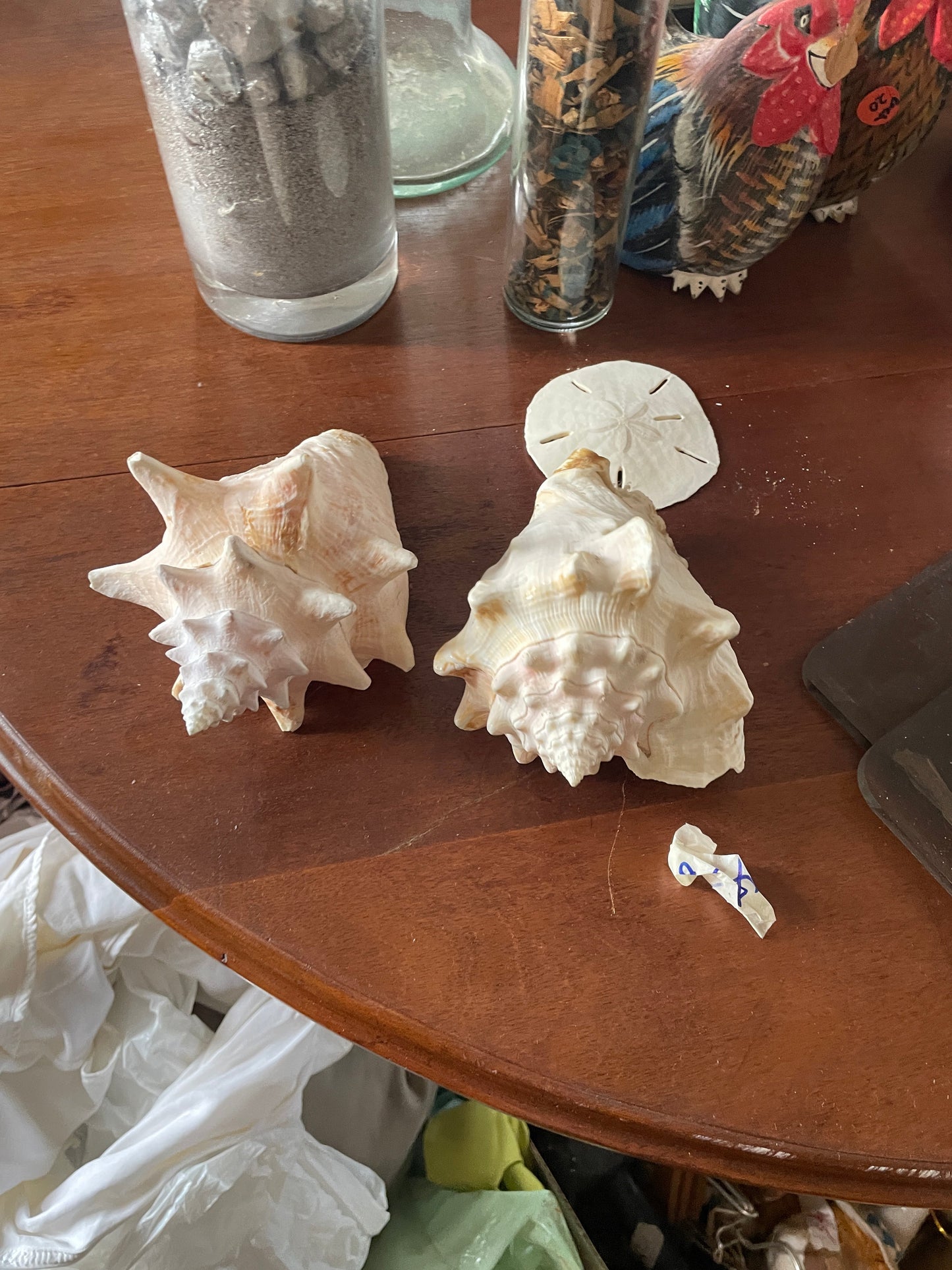 2 Conch Shells